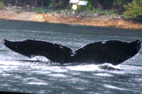 UASE-SWL-20050826-2-004_14.gif